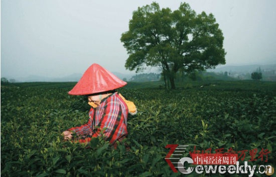 龙井村的一位采茶工,她们每人每天的工资是90元,茶农管吃管住报销路费。尽管如此,采茶工还是一年比一年难找。