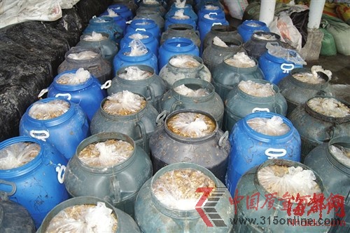 60多桶还在工业柠檬酸和盐水中浸泡的金针菇 60多桶还在工业柠檬酸和盐水中浸泡的金针菇