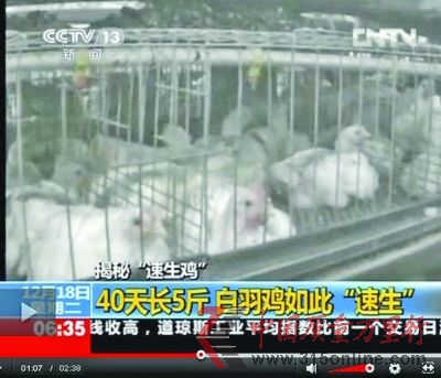 速生鸡挤在一起无法运动。