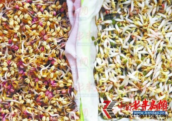 左侧为自然生长的豆芽,颜色发红,卖相差;右侧喷过生长剂的豆芽,又粗又白,没有根。 左侧为自然生长的豆芽,颜色发红,卖相差;右侧喷过生长剂的豆芽,又粗又白,没有根。