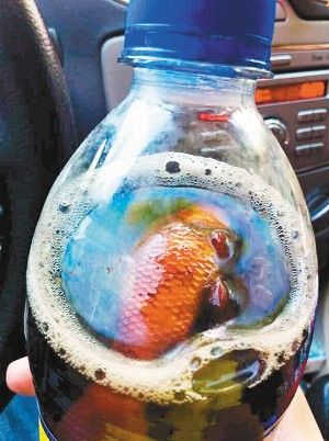 可乐里喝出死金鱼 可乐里喝出死金鱼
